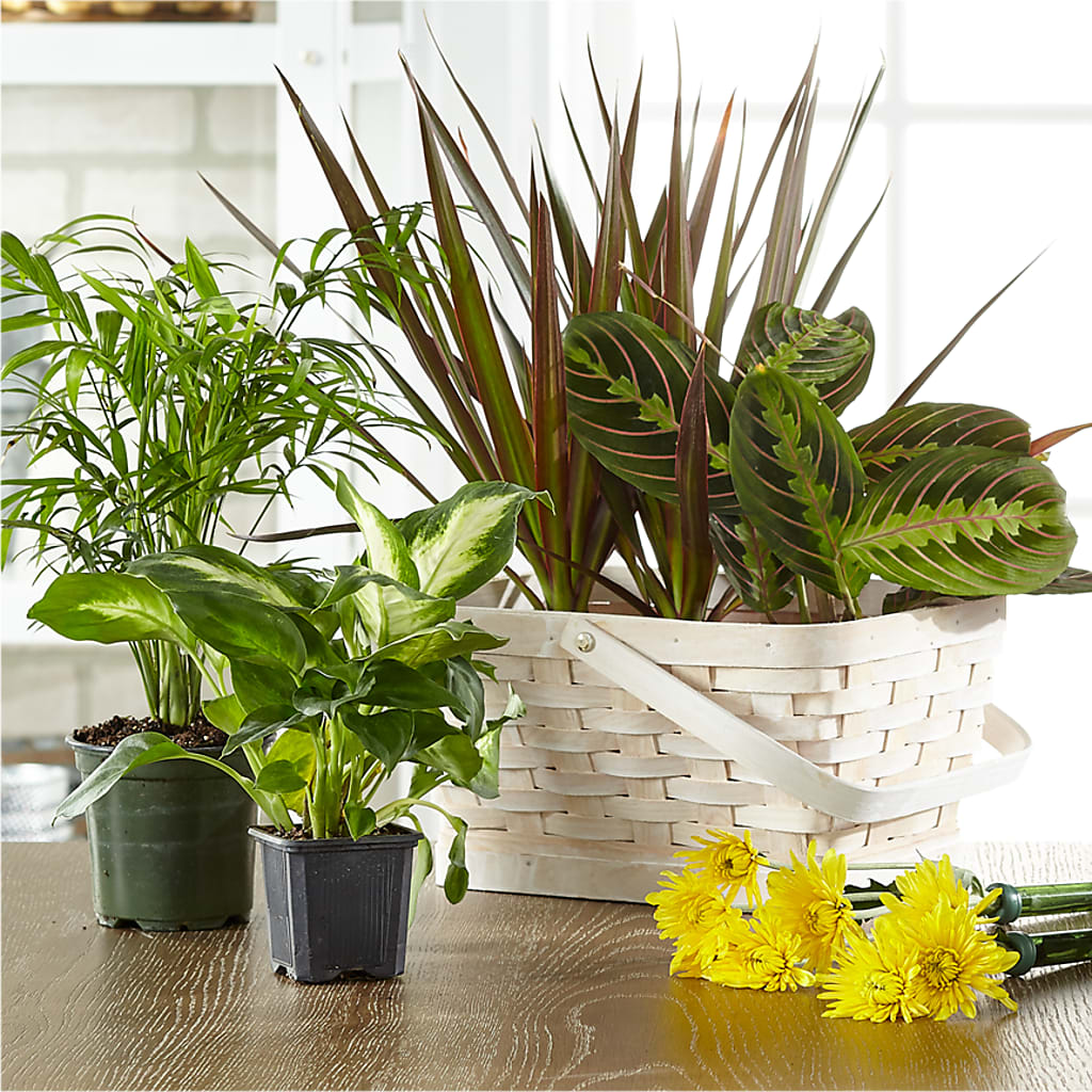 Florist Designed Blooming and Green Plants in a Basket – Freesia Flowers, Tomball TX