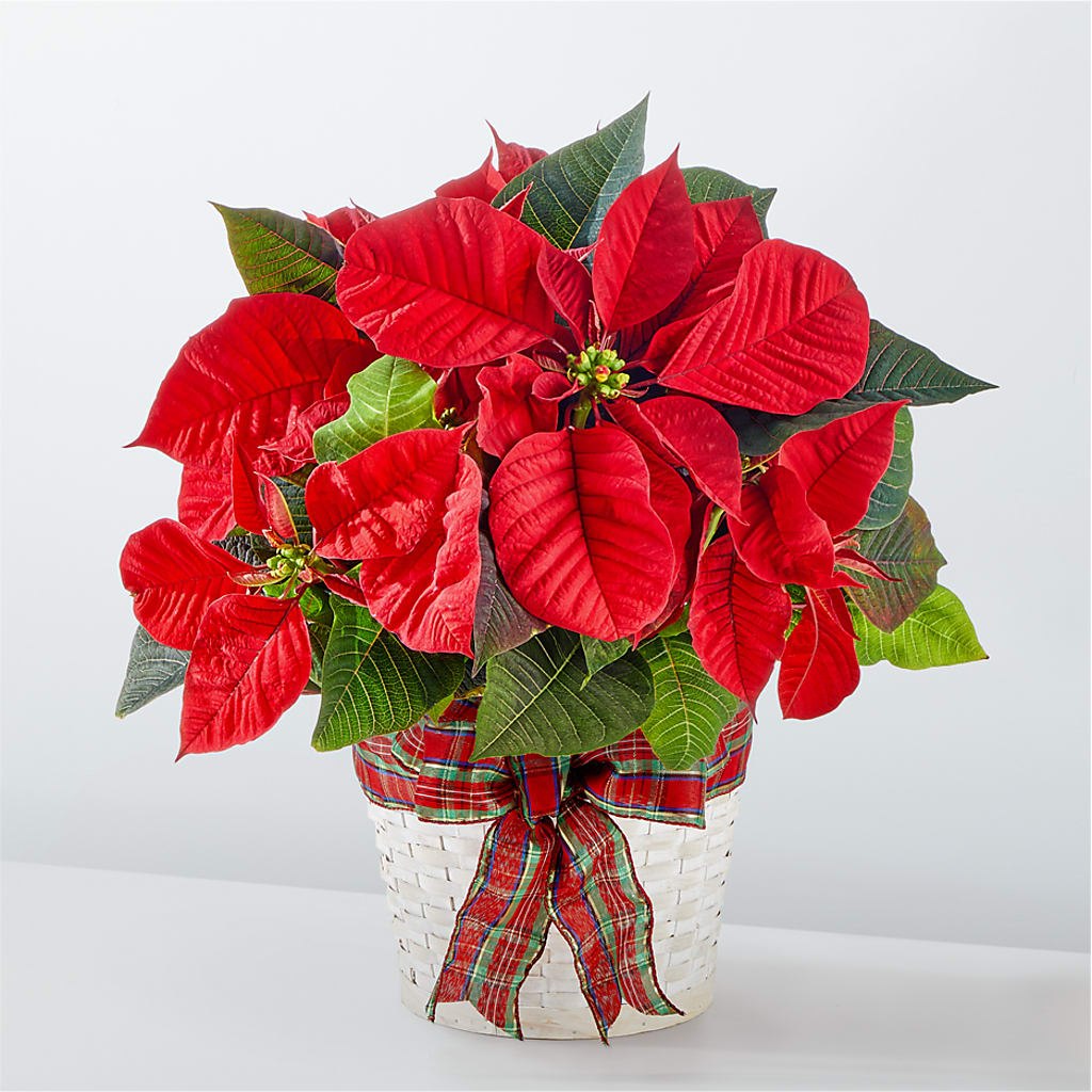 Happiest Holidays Poinsettia – Freesia Flowers, Tomball TX