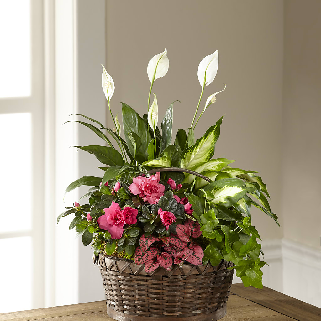 Dream in Pink Dishgarden – Freesia Flowers, Tomball TX
