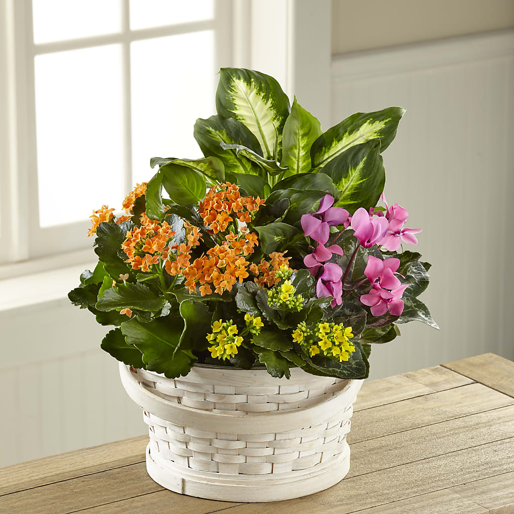 Color Crush Dishgarden – Freesia Flowers, Tomball TX