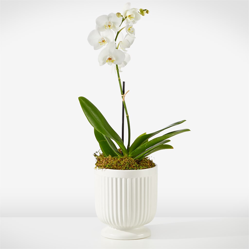 Whispering White Orchid – Freesia Flowers, Tomball TX