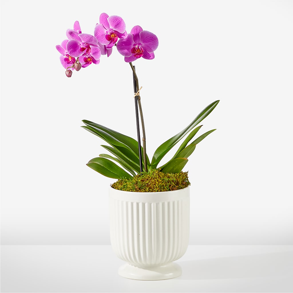 Friendly Fuchsia Orchid – Freesia Flowers, Tomball TX