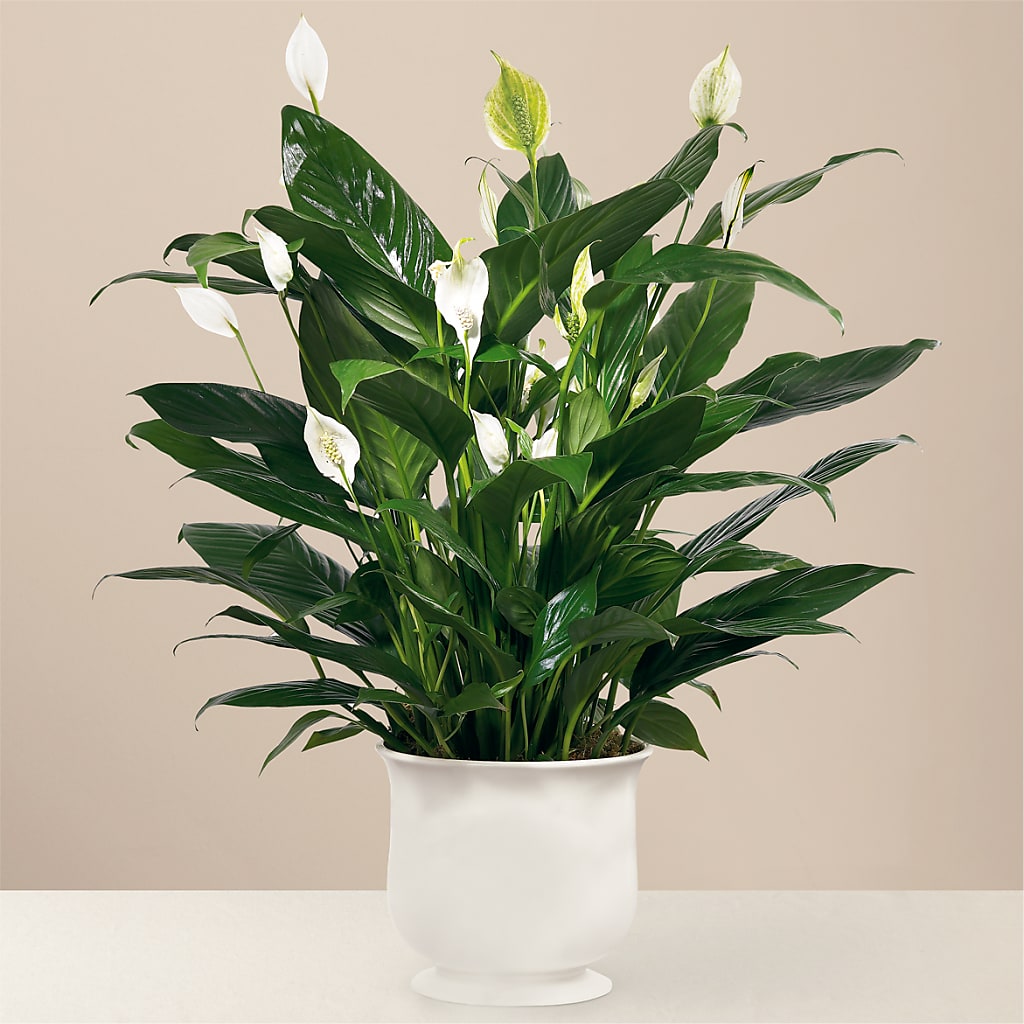 Comfort Planter – Freesia Flowers, Tomball TX