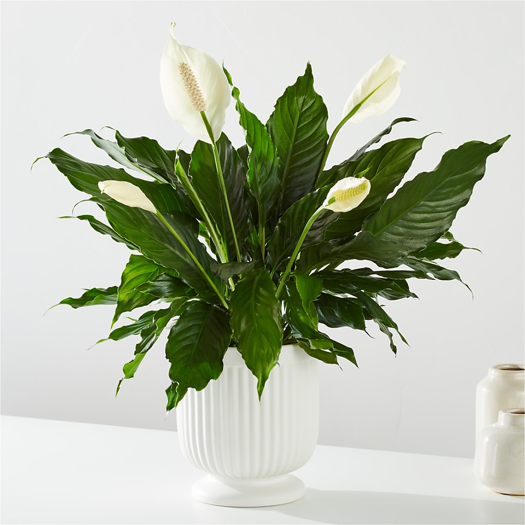 Comfort Planter – Freesia Flowers, Tomball TX