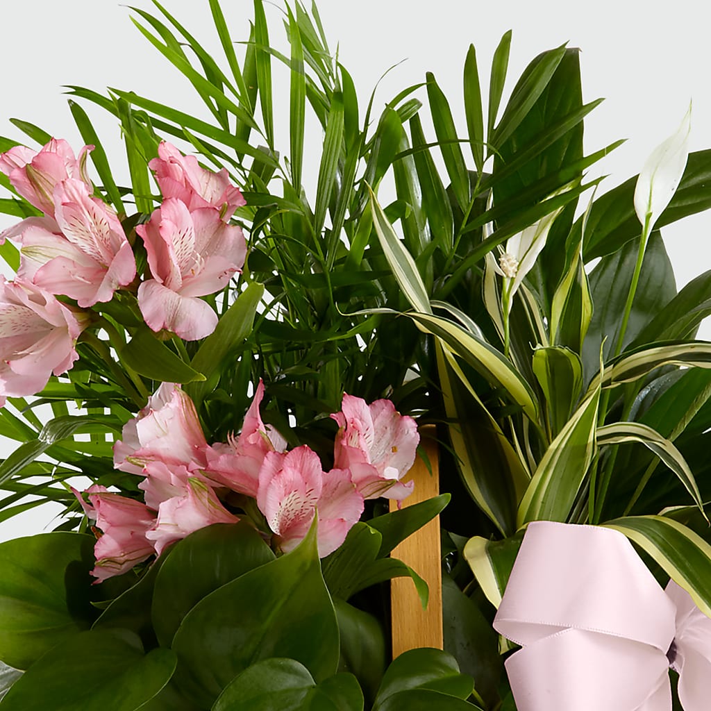 Living Spirit Dishgarden – Freesia Flowers, Tomball TX