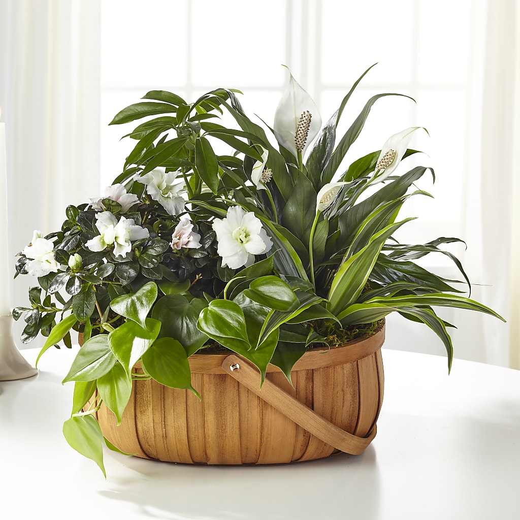 Serene Dishgarden – Freesia Flowers, Tomball TX