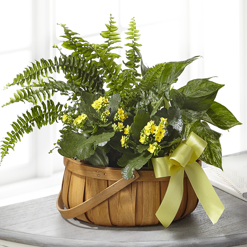 Always Dear Dishgarden – Freesia Flowers, Tomball TX