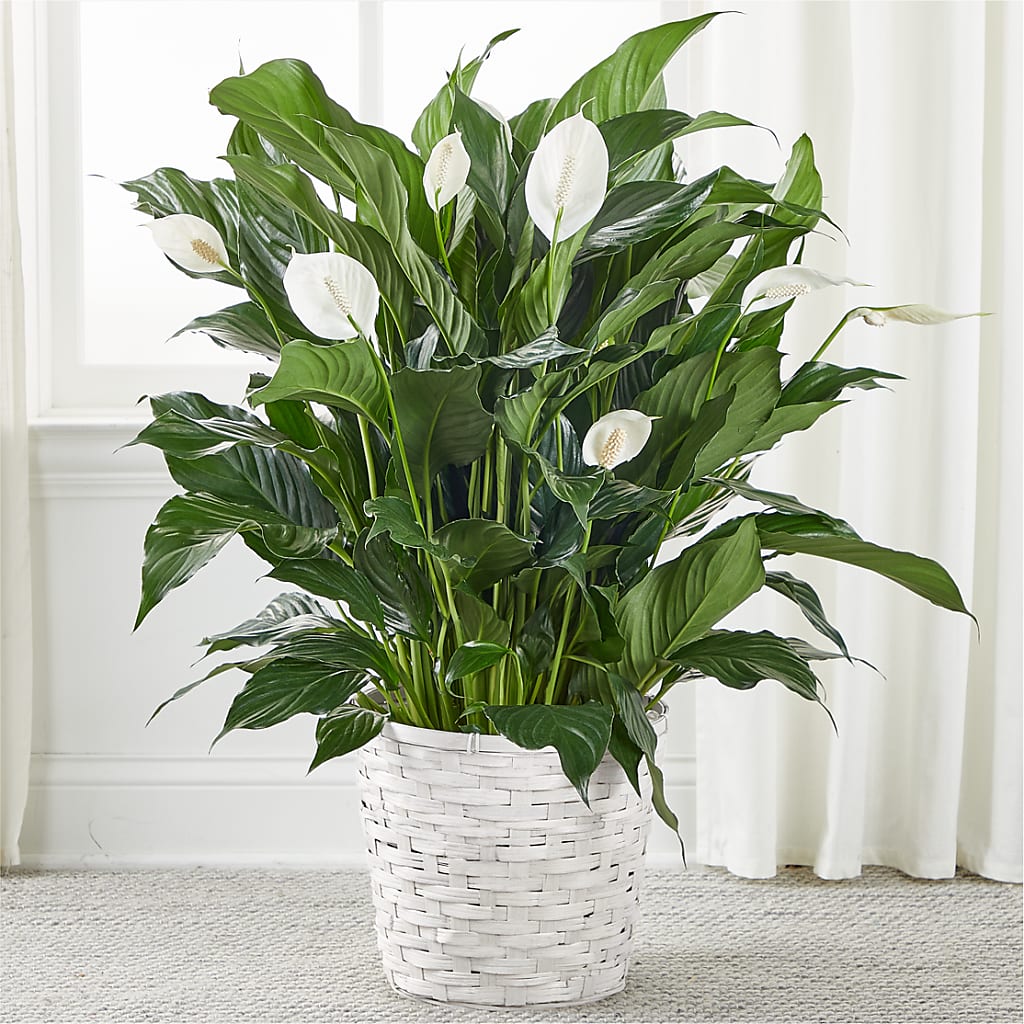 A New Leaf Peace Lily – Freesia Flowers, Tomball TX