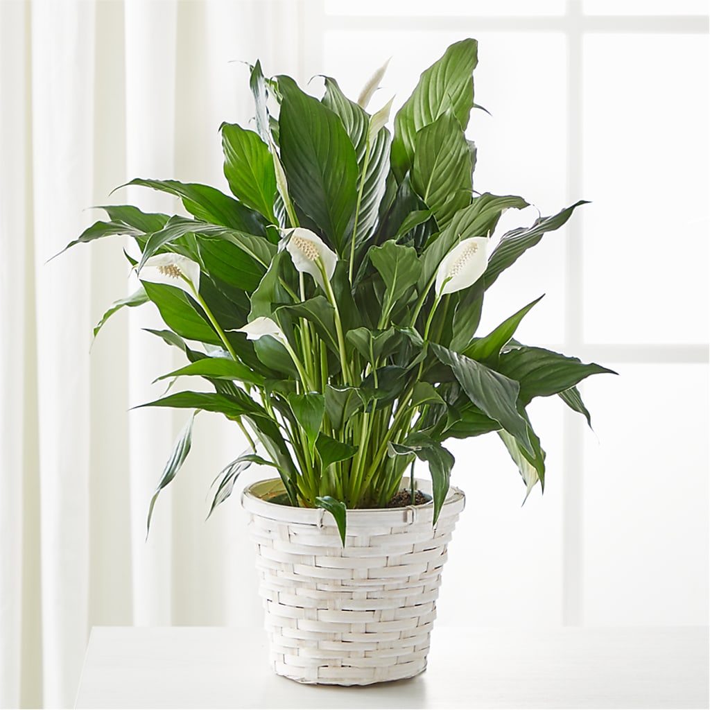 A New Leaf Peace Lily – Freesia Flowers, Tomball TX