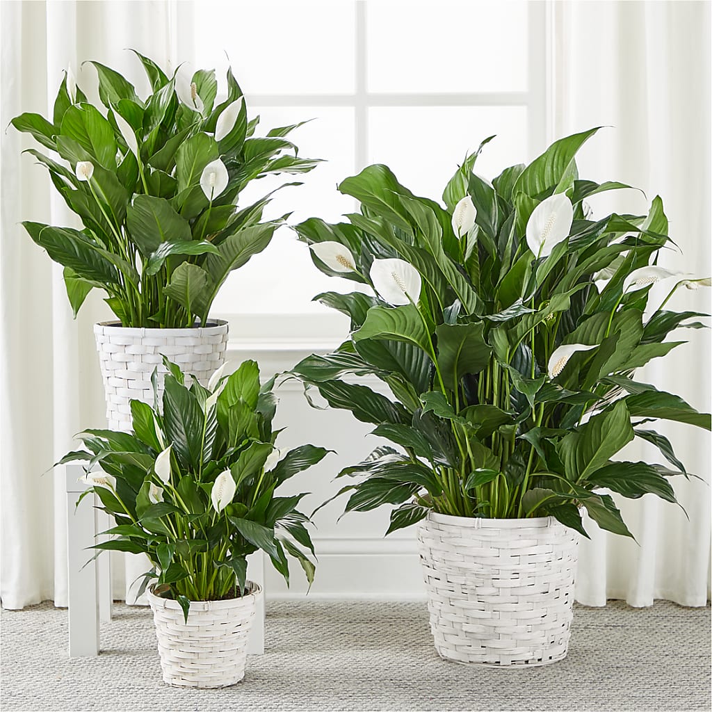 A New Leaf Peace Lily – Freesia Flowers, Tomball TX