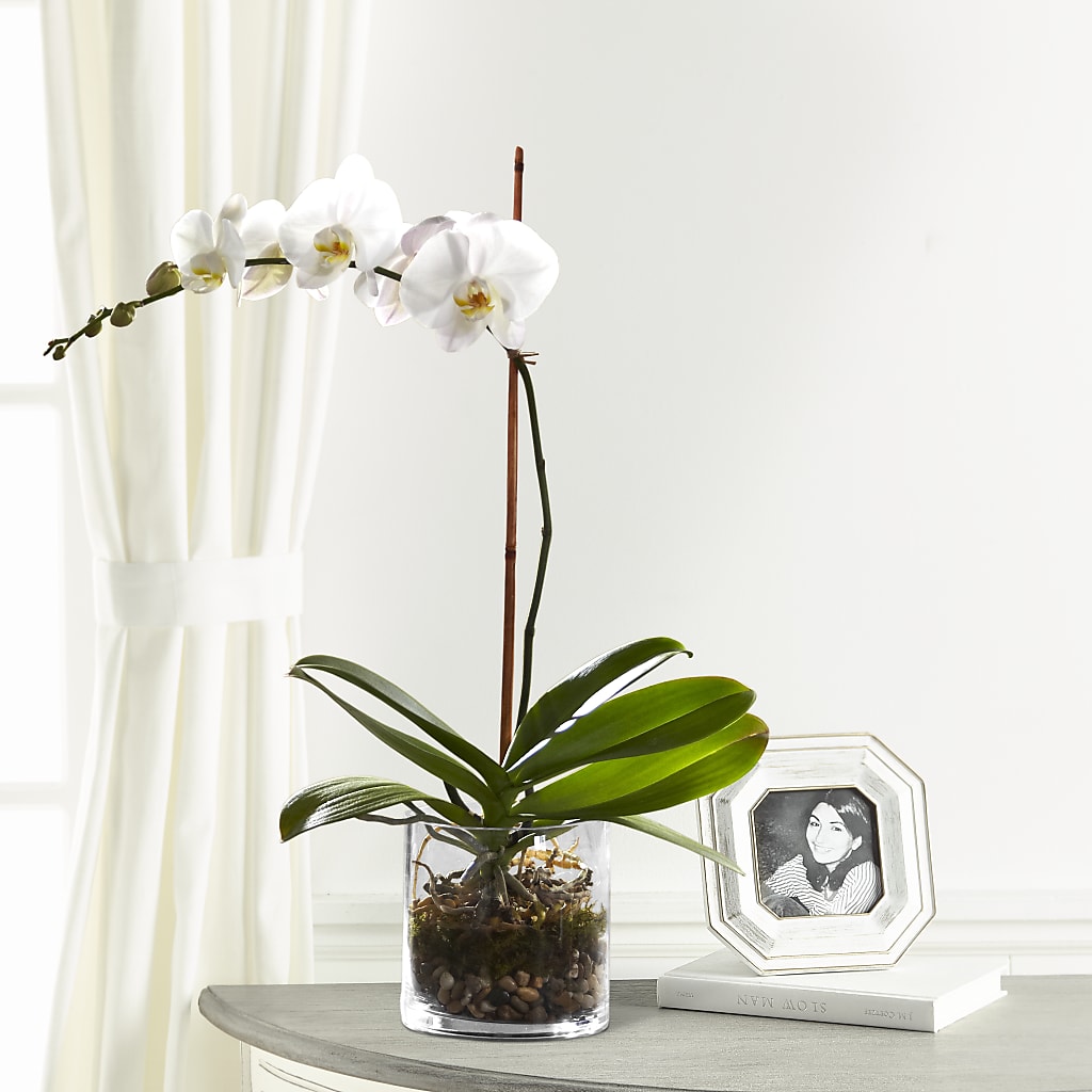 White Orchid Planter – Freesia Flowers, Tomball TX