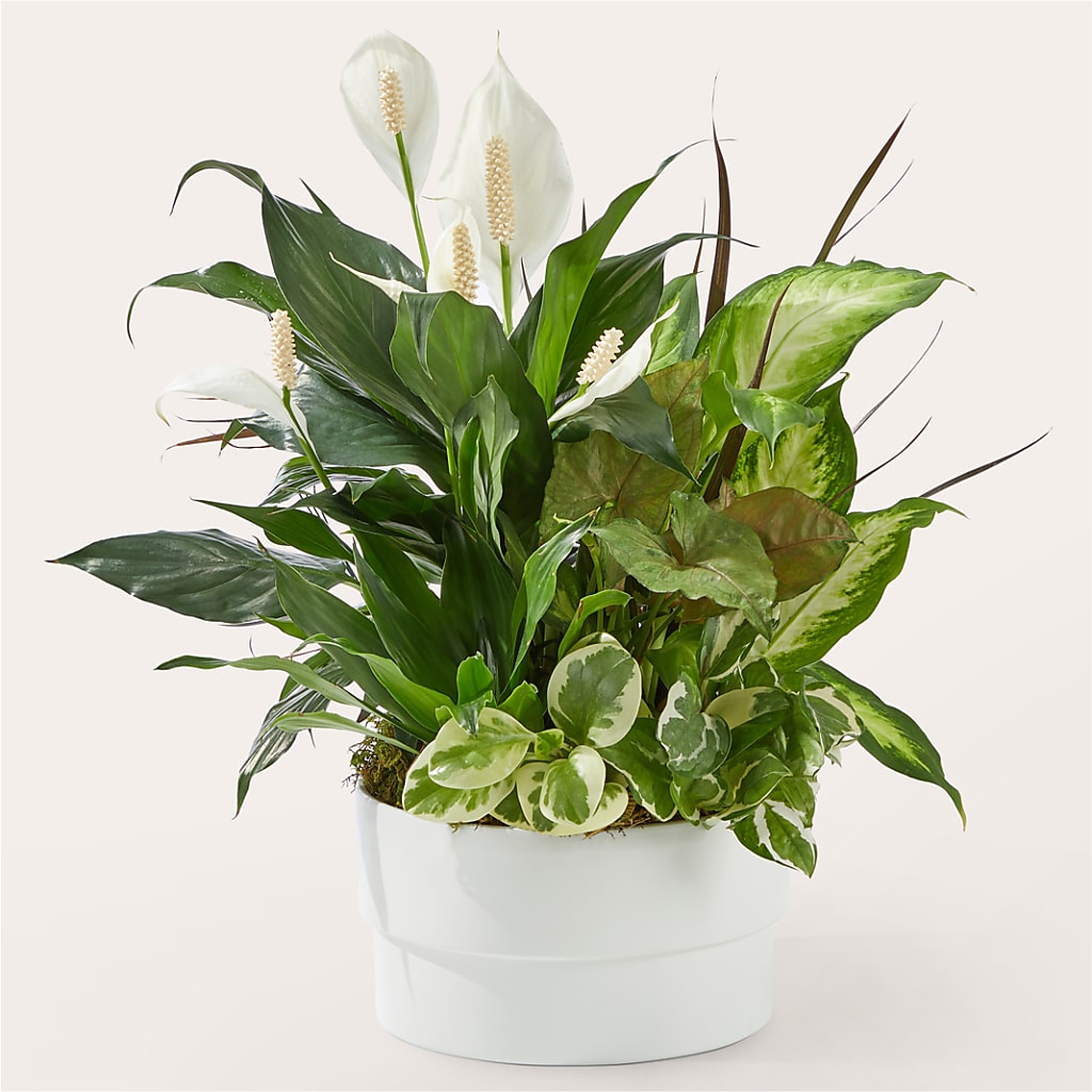 Radiating Positivity Dishgarden – Freesia Flowers, Tomball TX