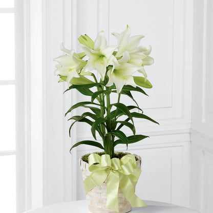 Easter Lily Plant –  Freesia Flowers, Tomball TX