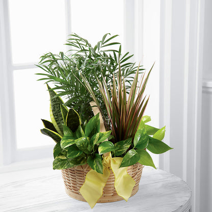 French Garden –  Freesia Flowers, Tomball TX