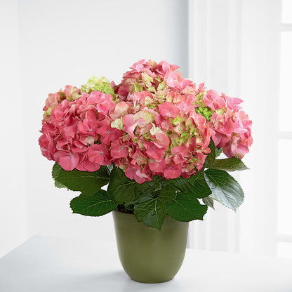 Pink Hydrangea Planter –  Freesia Flowers, Tomball TX