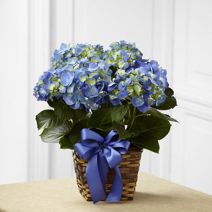 Blue Hydrangea Planter –  Freesia Flowers, Tomball TX