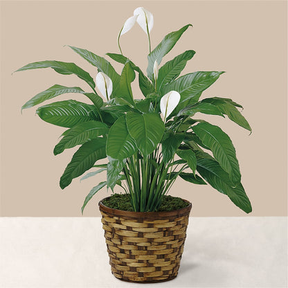 Tranquil Moments Peace Lily Plant –  Freesia Flowers, Tomball TX