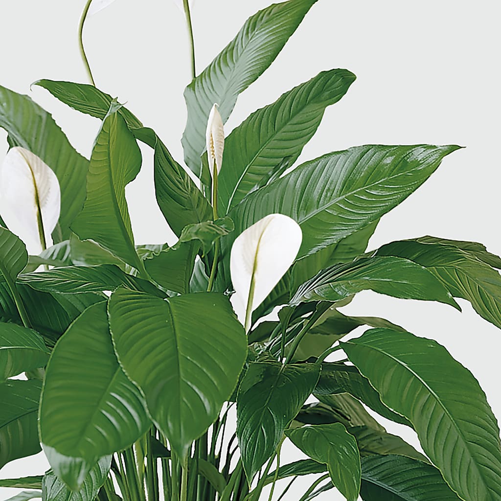 Tranquil Moments Peace Lily Plant –  Freesia Flowers, Tomball TX