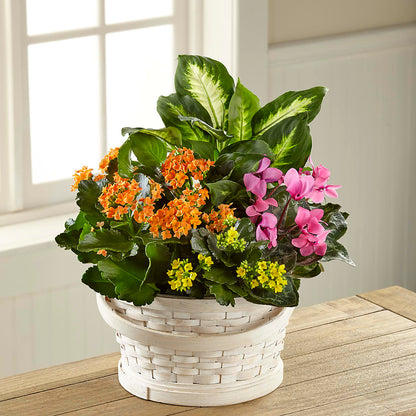 Color Crush Dishgarden –  Freesia Flowers, Tomball TX
