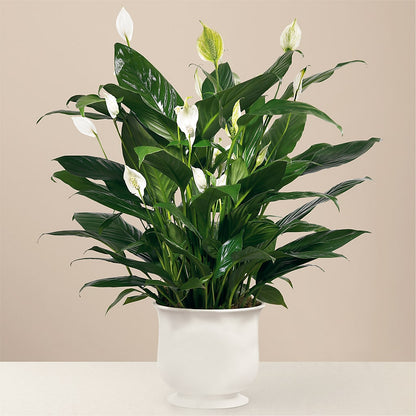 Comfort Planter –  Freesia Flowers, Tomball TX