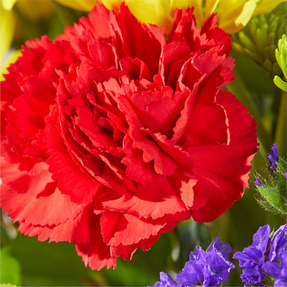 Brighter Days Bouquet –  Freesia Flowers, Tomball TX