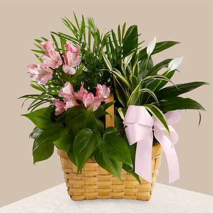Living Spirit Dishgarden –  Freesia Flowers, Tomball TX