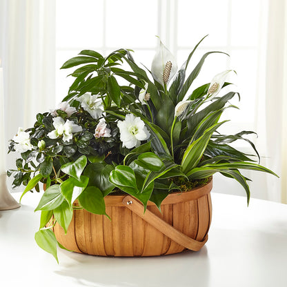 Serene Dishgarden –  Freesia Flowers, Tomball TX