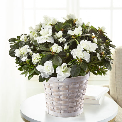 White Azalea Plant –  Freesia Flowers, Tomball TX