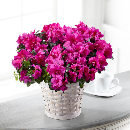Hope & Serenity Azalea Plant –  Freesia Flowers, Tomball TX