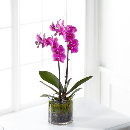 Pink Orchid Plant –  Freesia Flowers, Tomball TX