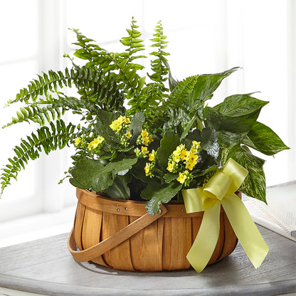Always Dear Dishgarden –  Freesia Flowers, Tomball TX