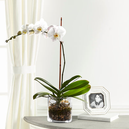 White Orchid Planter –  Freesia Flowers, Tomball TX