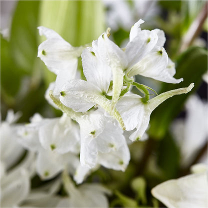 Classic Ivory – A Florist Original –  Freesia Flowers, Tomball TX